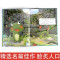 掩耳盗铃 [正版]精装硬壳绘本学成语明事理成语故事绘本全10册3-8岁儿童井底之蛙 掩耳盗铃郑人买履 塞翁失马 自相矛盾
