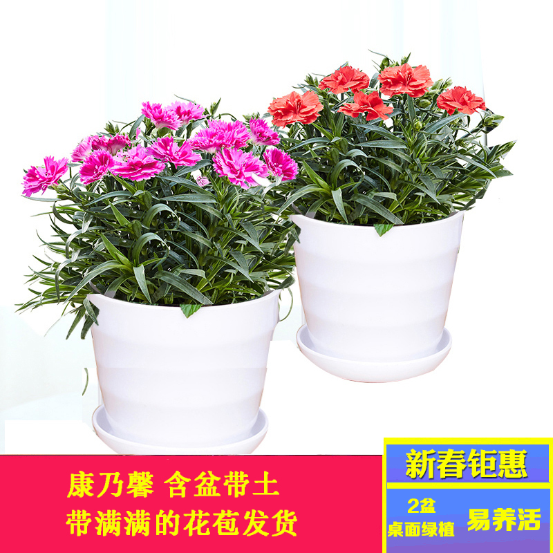 春节特惠 康乃馨鲜花盆栽石竹花苗带花苞庭院阳台室内四季开花绿植花卉