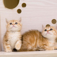 【定金】英国毛短毛猫 英短渐层 英短金渐层幼崽幼猫 猫咪