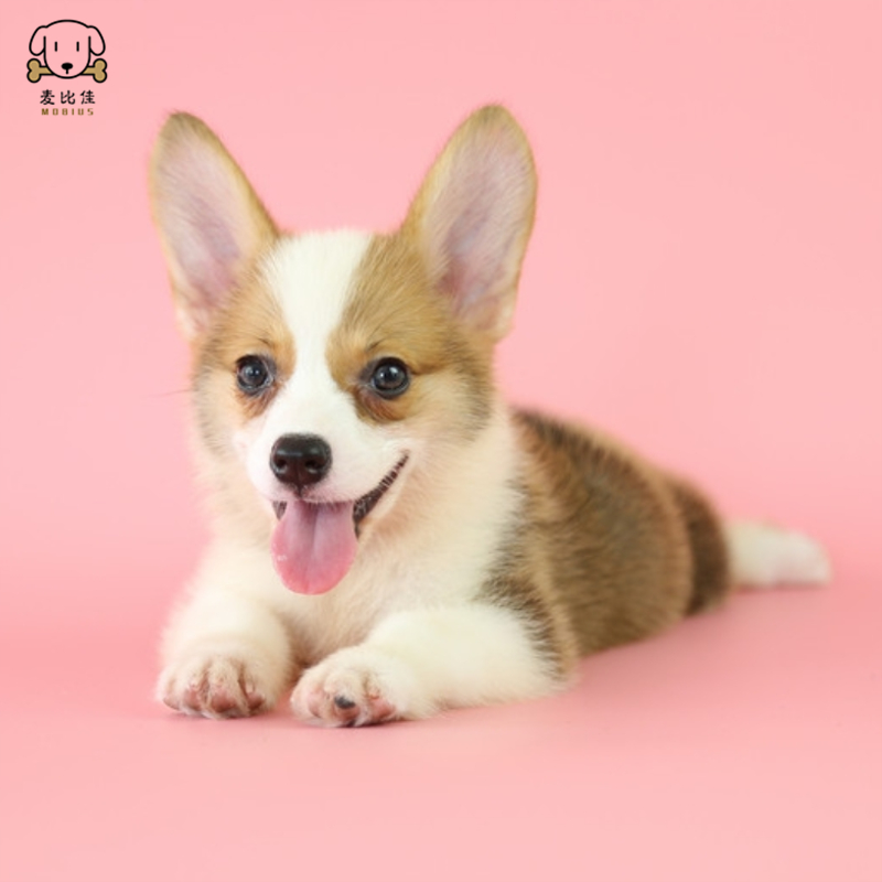 麦比佳柯基犬活体狗狗幼犬纯种双血统级短腿小柯基双色三色公母可选包健康柯基狗小型宠物狗空运直达 视频挑选高清大图