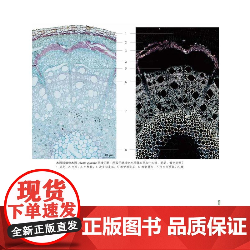 [店]药用植物显微图鉴高清大图
