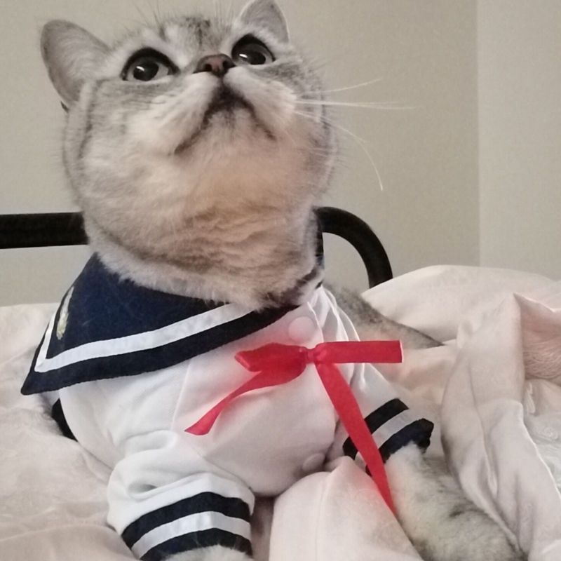 泡泡袖可爱衬衫 粉色 S 猫衣服夏装裙子猫咪狗狗可爱衬衫裙子薄款宠物制服裙水手服狗衣服