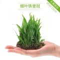鱼缸造景套餐性水榕沉木真水草淡水无土植物增氧趴地矮珍珠 默认尺寸 细叶铁皇冠（小）