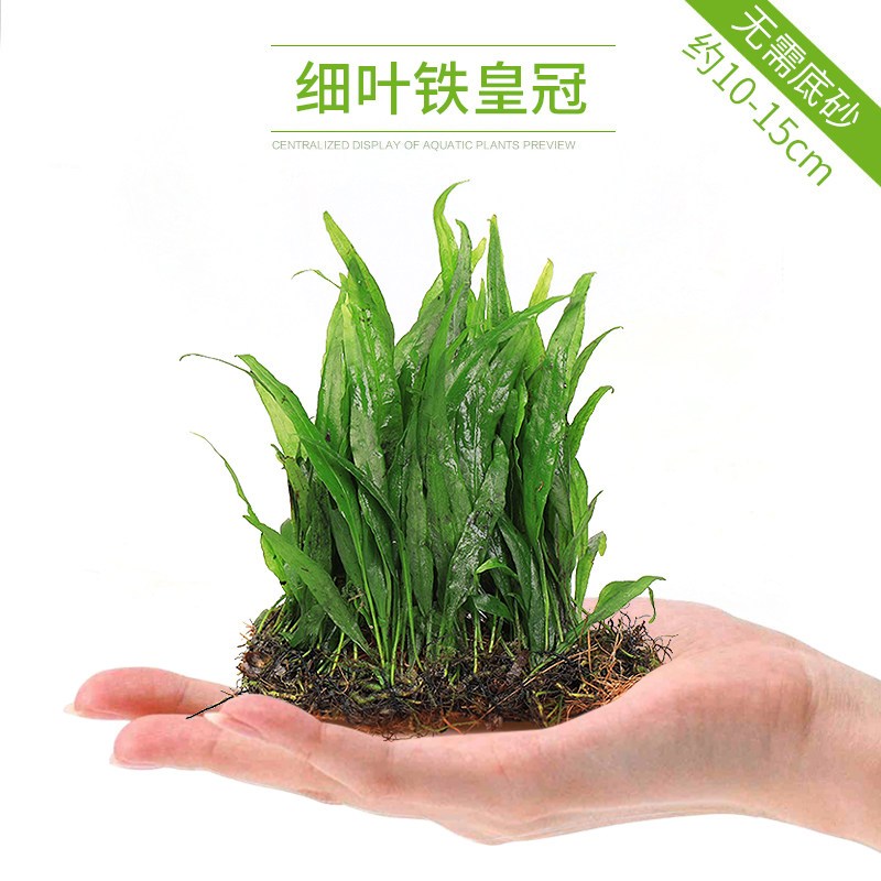 鱼缸造景套餐性水榕沉木真水草淡水无土植物增氧趴地矮珍珠