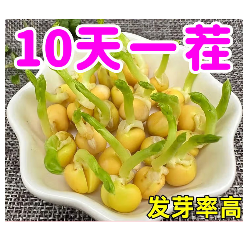 豌豆种子 250克/袋高清大图