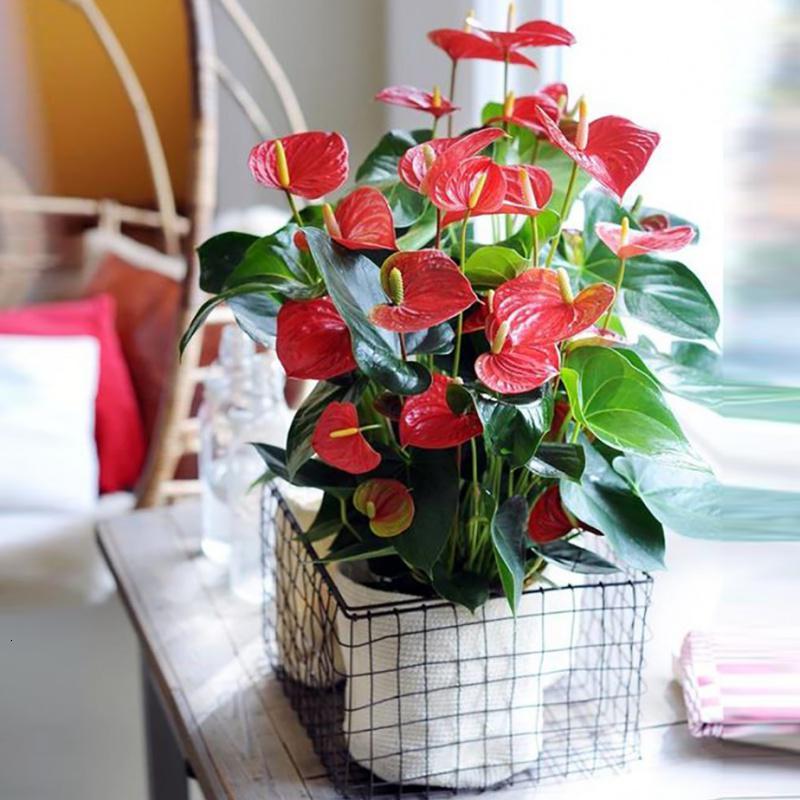 奥纳斯鲜花绿植盆栽植物室内花卉好养水培一帆风顺大盆水养四季常青绿植 价格图片品牌报价 苏宁易购艾维嘉居家日用专营店