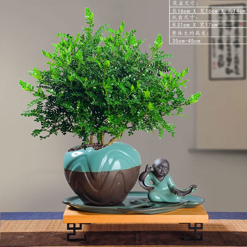 回固植物清香木盆栽室内盆景四季常青胡椒木苗绿植庭院花卉芬芳 清香型 托盘 听风沙弥 长木底座带盆栽好报价 参数 图片 视频 怎么样 问答 苏宁易购