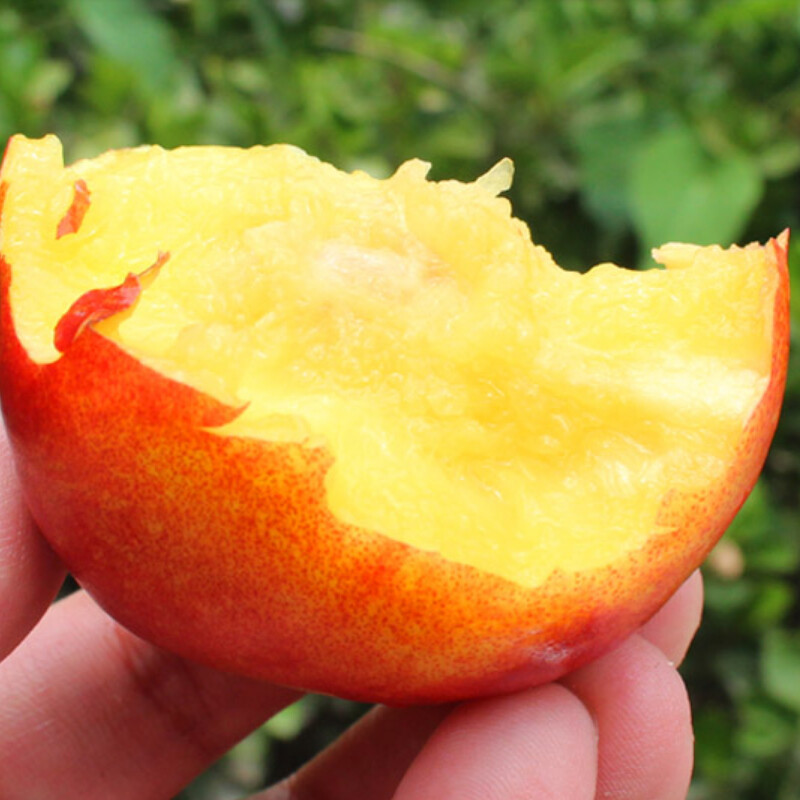 鲜木山东黄心油桃当季大桃子2345斤装时令新鲜水果红皮黄肉大油桃产地