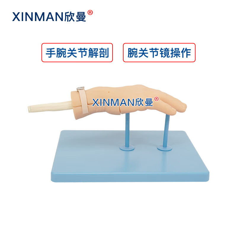 欣曼科教 腕关节镜检查操作训练模型 腕关节解剖模型XM-WL108高清大图