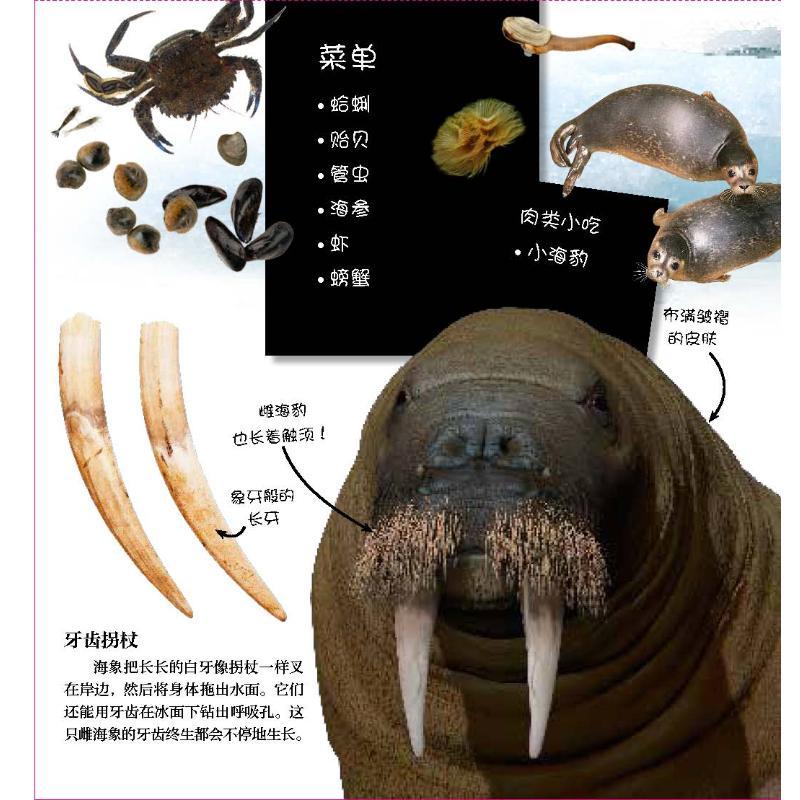 翻开海洋动物