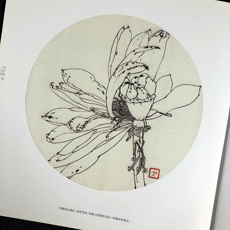 [醉染正版]荷花 白描技法精解 中国画花草植物工笔画白描底稿书白描勾线画谱美术绘画初学者入门到精通基础教程 线描写生范例高清大图