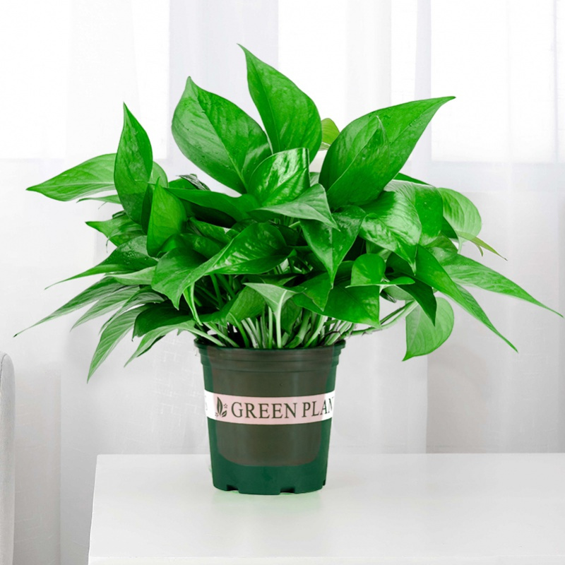 绿萝室内弹痕大盆长藤垂吊绿植花卉盆栽新房吊兰 盆栽