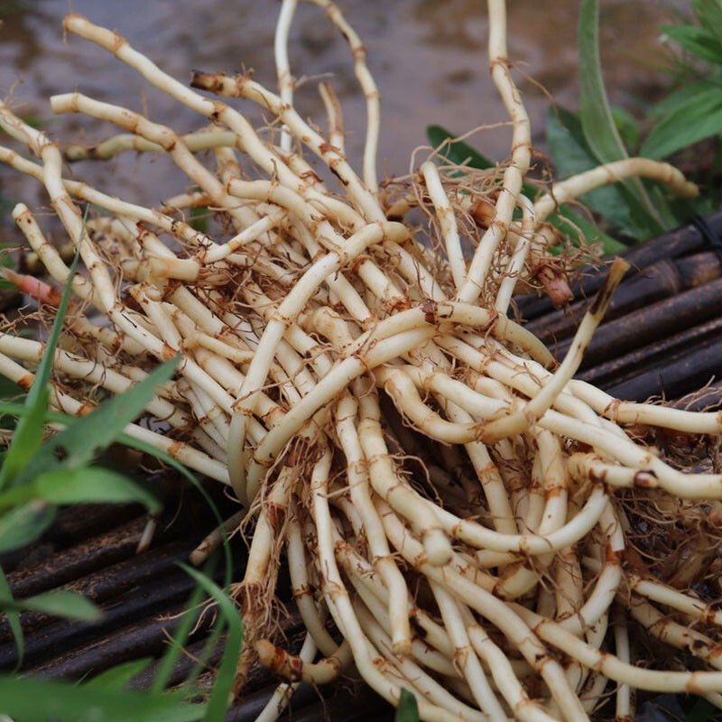 【现挖现发】新鲜鱼腥草折耳根凉拌云南蔬菜农家鱼腥菜侧耳根 参数