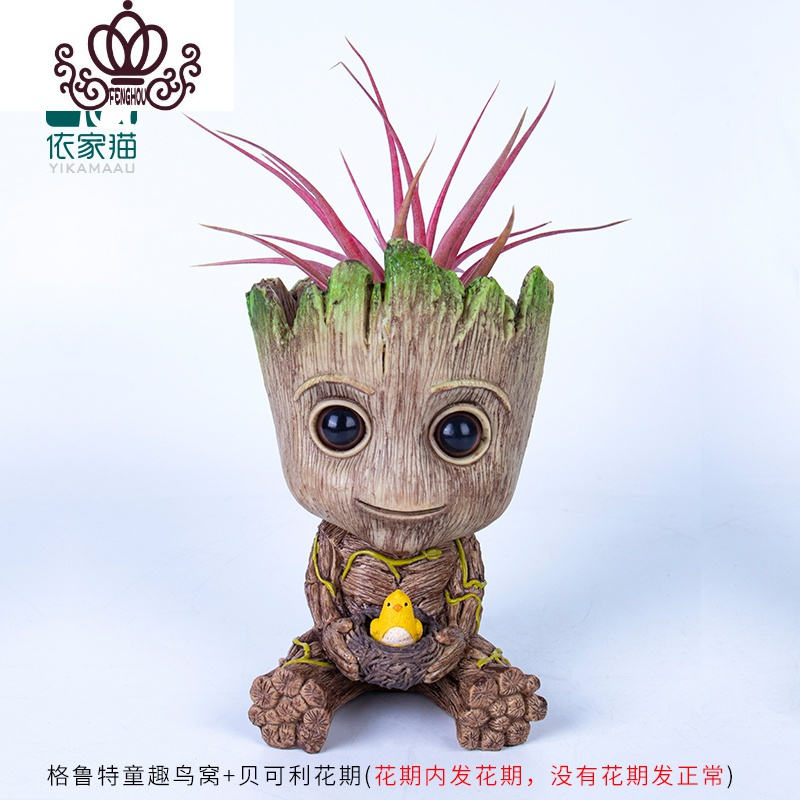 封后空气凤梨懒人无土植物多肉花卉树人格鲁特盆栽Groot花盆绿植花卉 格鲁特童趣鸟窝+贝可利花期 含盆