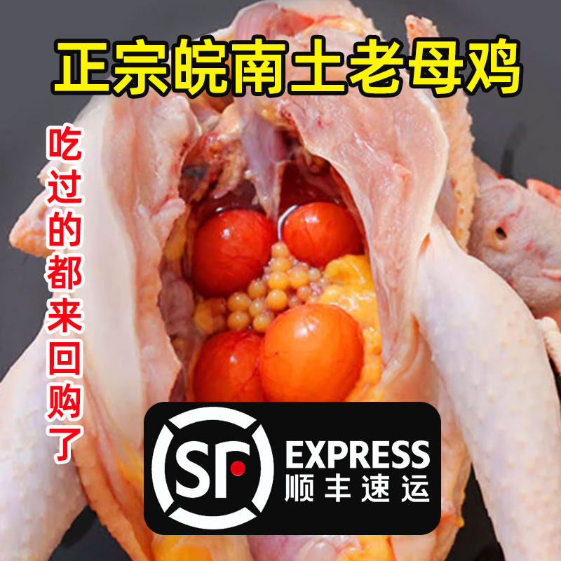 [苏鲜生推荐]雀淘 皖南黑凤黄油老母鸡2.6-2.9斤/只 2只装 新鲜现杀冷冻净膛竹林慢养走地鸡高清大图