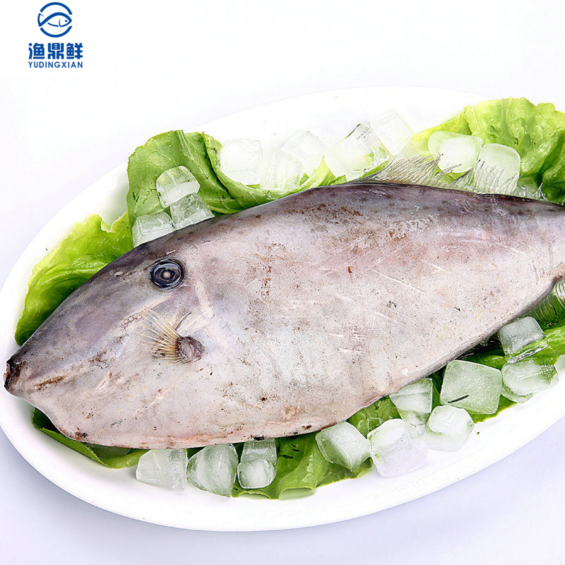 渔鼎鲜东海野生马面鱼700800g新鲜橡皮鱼剥皮鱼深海鱼扒皮鱼冷冻水产
