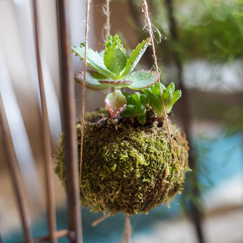 家柏饰(CORATED)干苔藓包球 花器花盆植物培育基质 装饰摆件花艺搭配 天然苔藓花器中号 大高清大图
