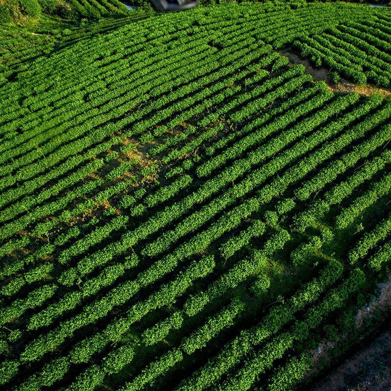 花祈鸿运茉莉花茶白龙珠一级1000克袋高清大图