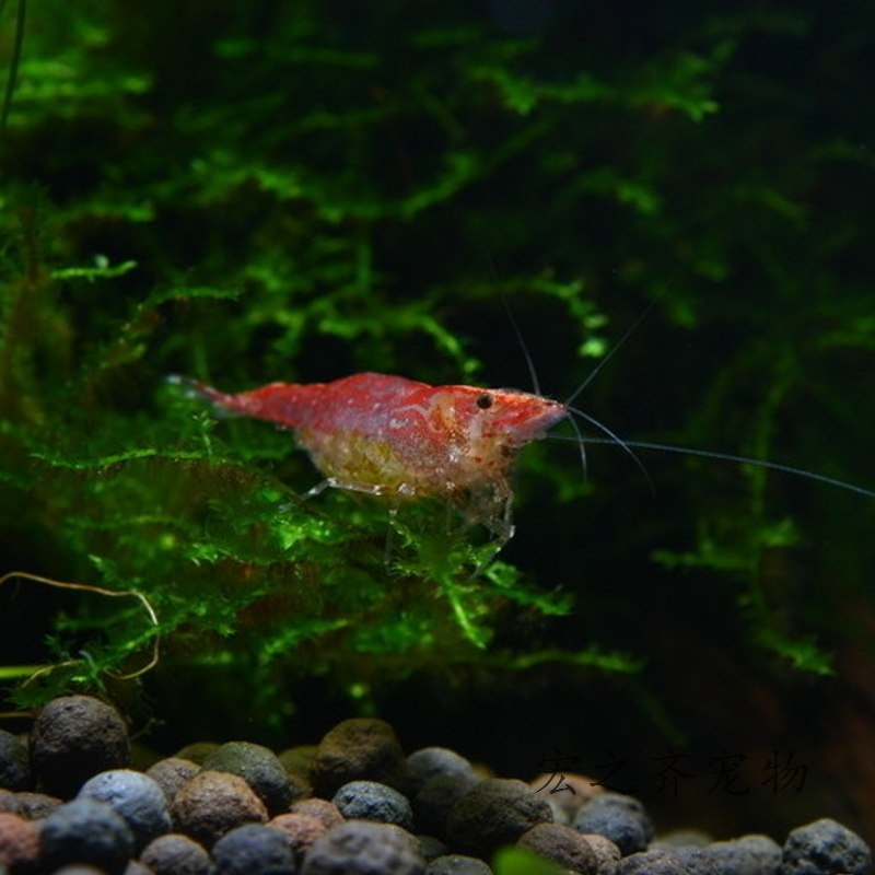 浅酌宠物水族樱花虾樱桃虾观赏虾除藻虾