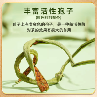北京同仁堂50g*2罐长白山肾精草肾精茶男士黄金化石草嗷嗷叫非野生官方旗舰店