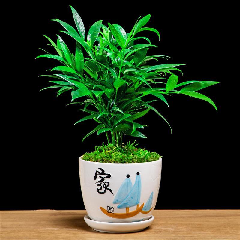 竹柏(家瓷盆) 带盆栽好|竹柏盆栽驱蚊草植物室内客厅庭院防蚊好养四季