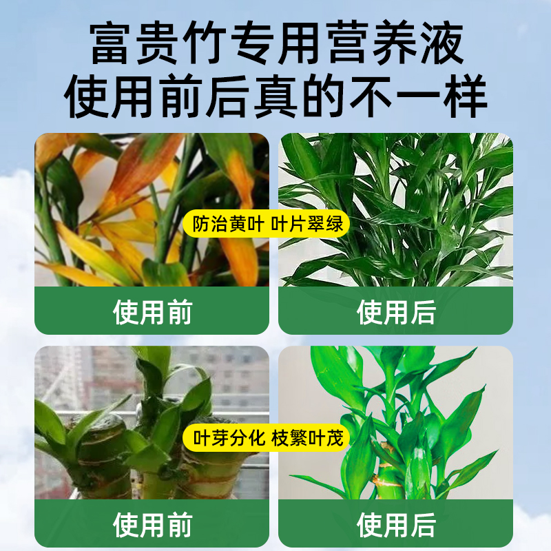 [补贴10%]富贵竹专用营养液治叶子发黄转运竹节节高文昌竹水竹水培植物生根高清大图