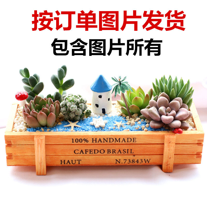 iChoice 多肉植物组合盆栽含盆含土创意diy拼盘花盆肉肉植物室内绿植花卉 夏日荷塘高清大图
