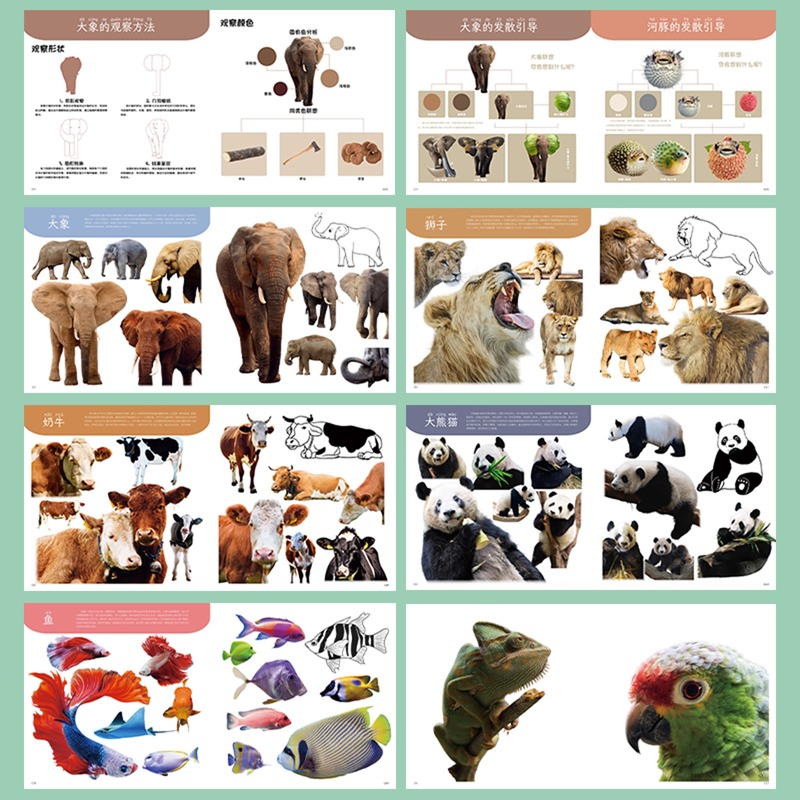 单本全册 [正版]争霸美育动物照片少儿美术课堂 2023当下少儿高清大图