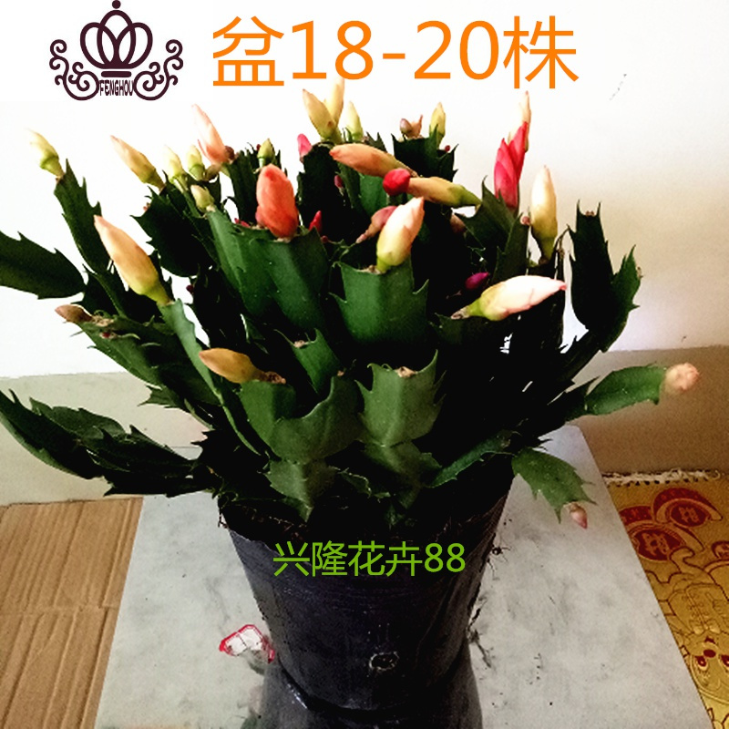 封后蟹爪兰多色四季开花的盆栽绿植花卉室内多肉植物脚蟹兰去甲醛 蟹爪兰+金鱼花=2盆 含盆