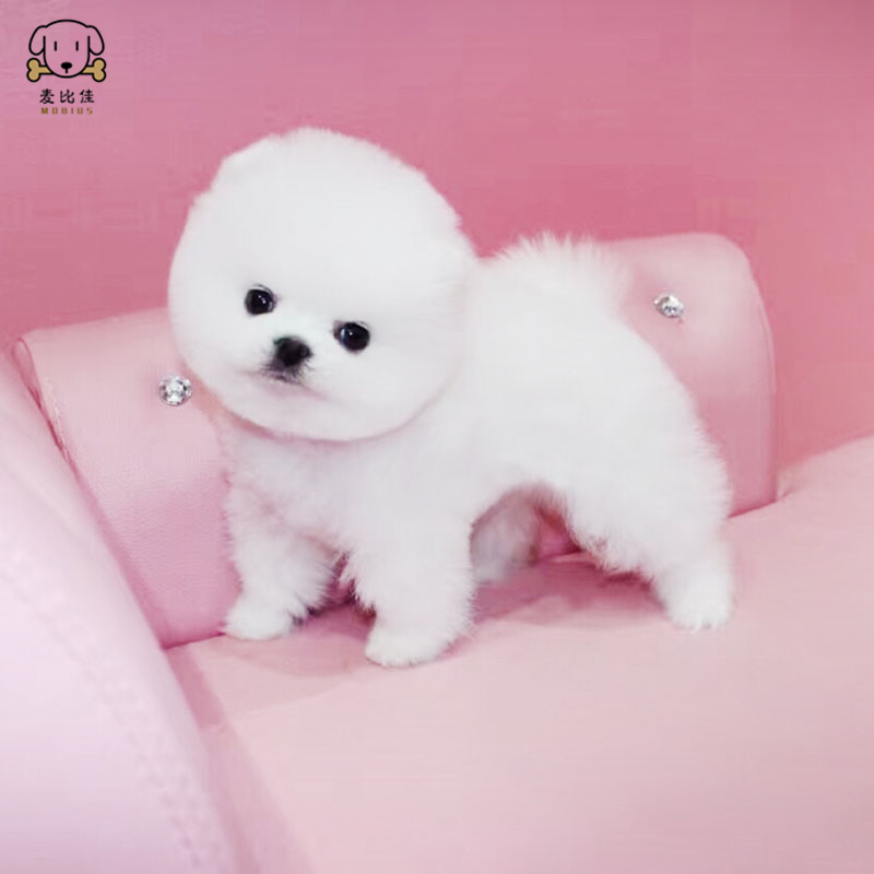 麦比佳 宠物狗狗活体博美犬幼犬活体哈多利系球体博美俊介狗狗小体玩具型血统级长不大茶杯犬纯白色黄色博美狗高清大图