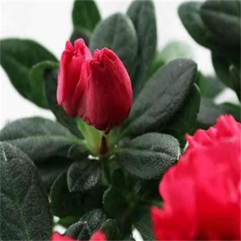 俸胤 花卉 原土原盆 盆高清大图