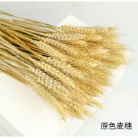麦穗干花花束金色大麦客厅装饰开业花瓶摆件桌面花艺插花真花|原色 50支