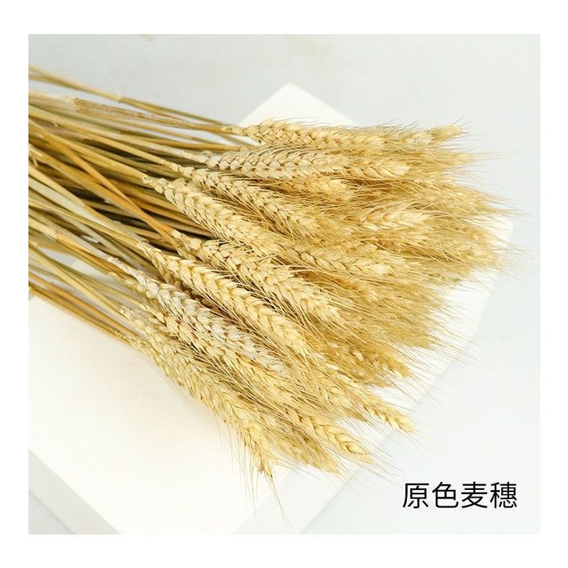 麦穗干花花束金色大麦客厅装饰开业花瓶摆件桌面花艺插花真花|原色 50支