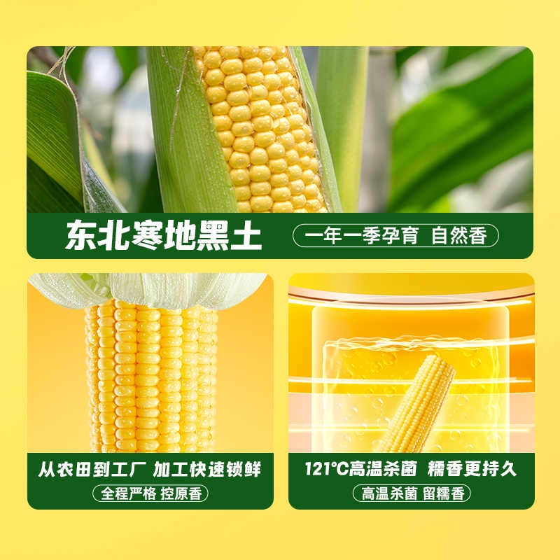 十月稻田黄糯玉米 3.52斤(220g*8根) 东北玉米棒甜糯低脂新鲜真空装早餐苞米高清大图