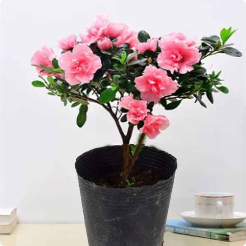 诚智旺 杜鹃 30cm/株高清大图