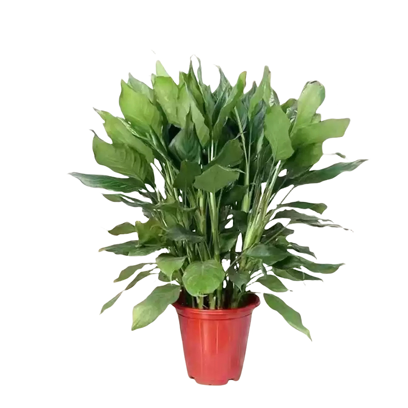 以雅以南 精品万年青50cm/盆高清大图