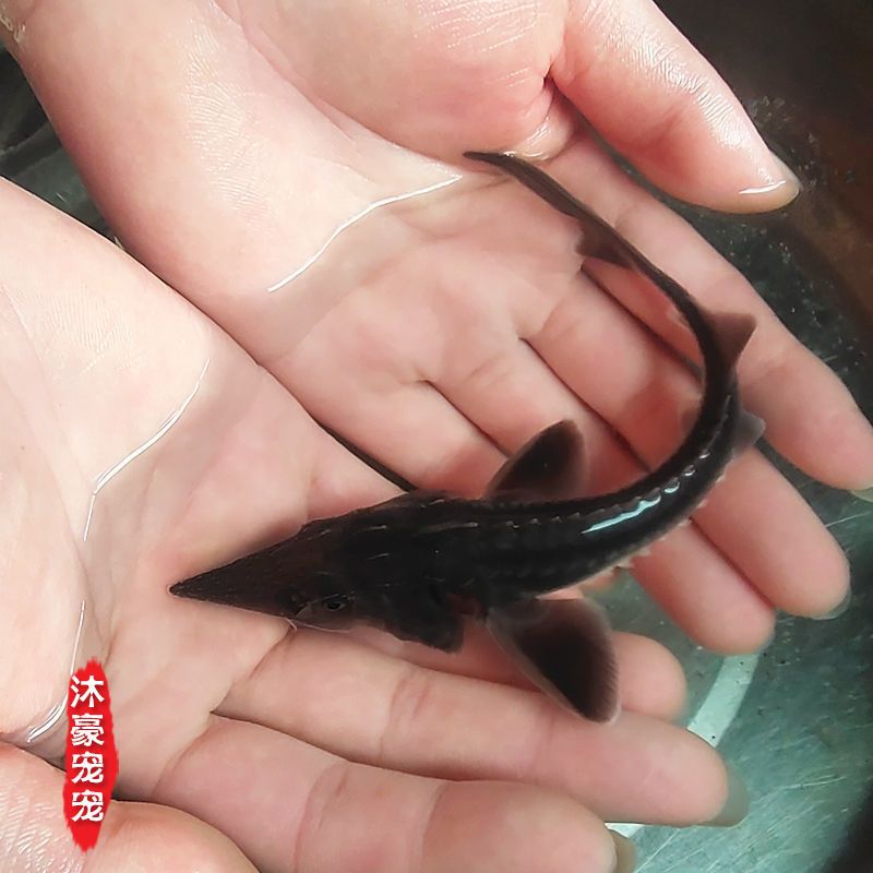 鲟龙鱼1条1015cm观赏鱼冷水鱼吃垃圾粪便鱼鲟龙鱼苗淡水鱼金鱼活体