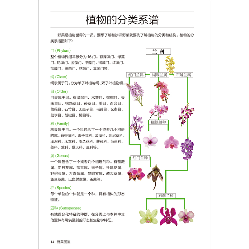 醉染图书野菜图鉴 全新图解版9787553753652高清大图