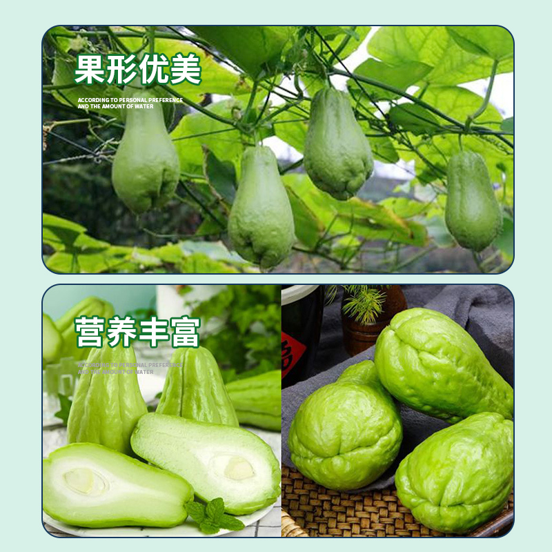 佛手瓜种苗带土种子蔬菜苗龙须菜种瓜苗子带土带芽福寿瓜高清大图