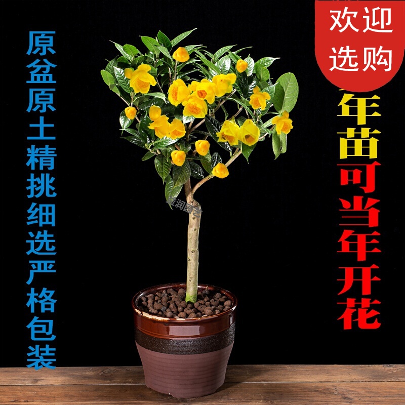 山茶花树 报价行情 排行 品牌 参数 怎么样 图片 商家 苏宁易购