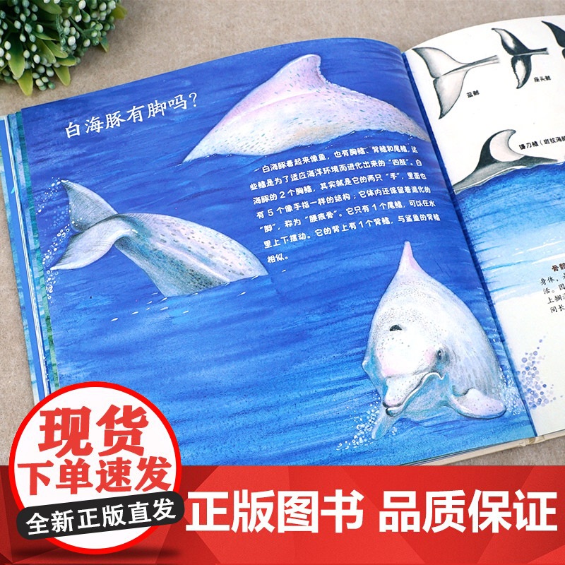 濒危水生动物系列——中华白海豚高清大图