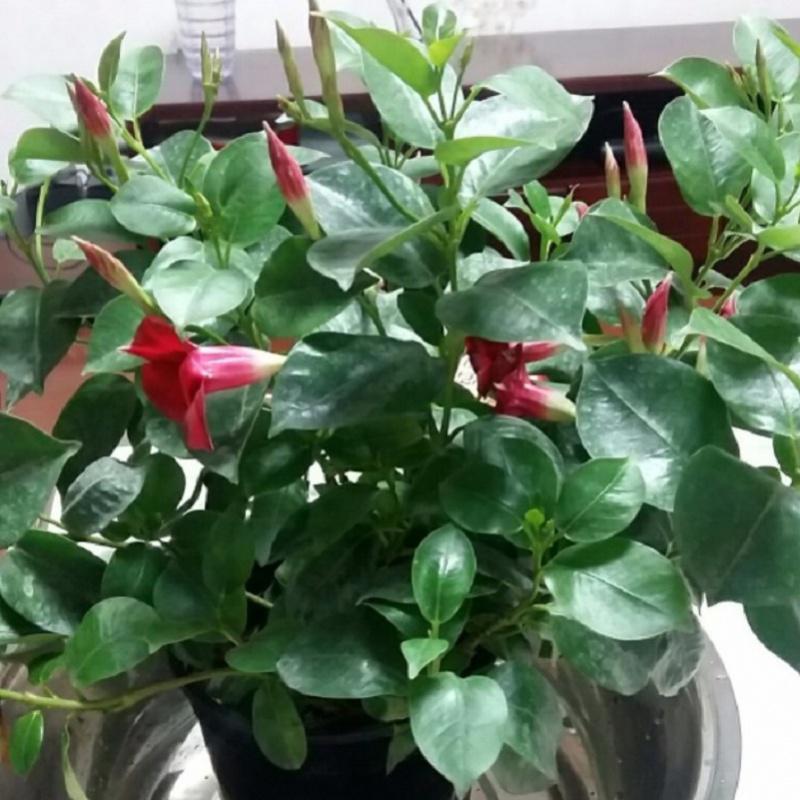 回固园艺用品回固庭院阳台多年生爬藤双喜藤万里飘香藤花盆栽红婵花卉绿植物室内花红花飘香藤一棵苗25厘米不含盆 价格图片品牌报价 苏宁易购益润园艺用品专营 店