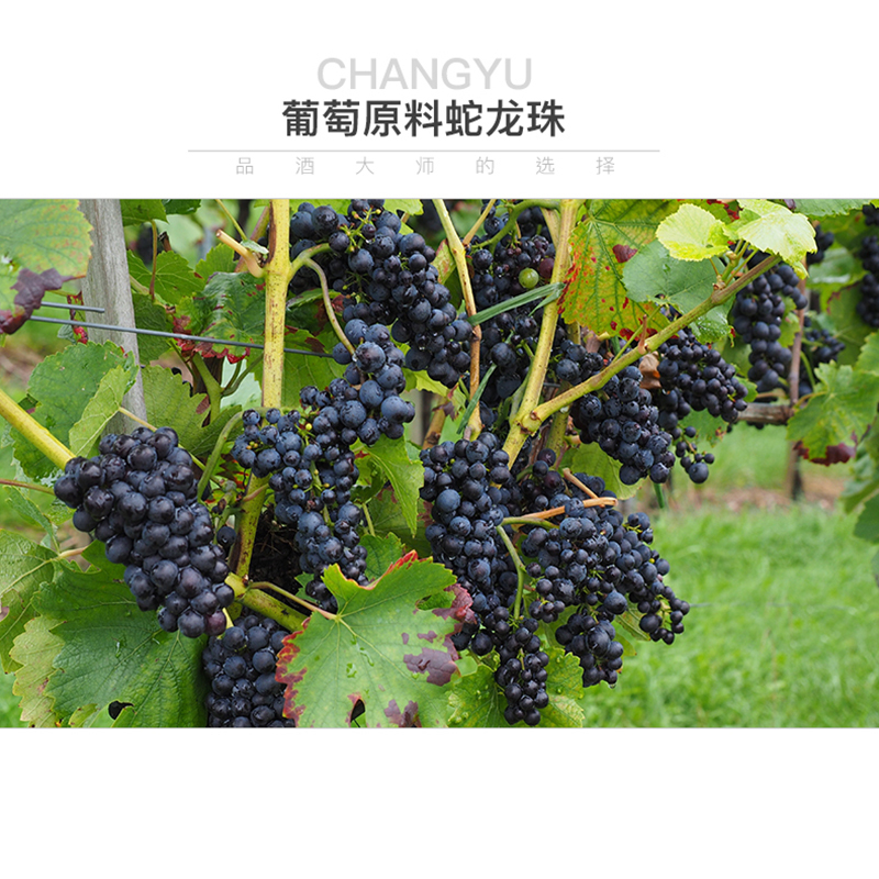大瓷坊 干红葡萄酒 750ml