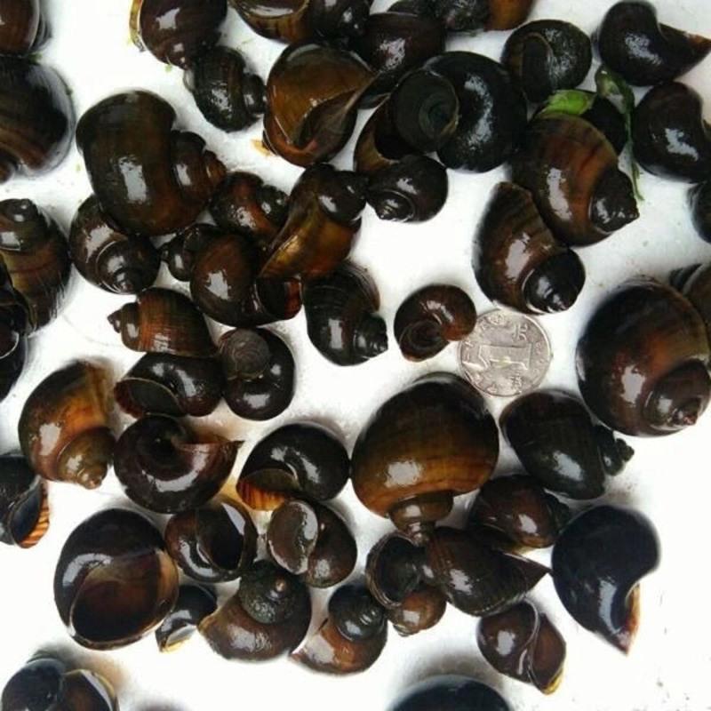 福寿螺观赏螺活体除藻螺鱼缸净化清洁螺黄肉螺鱼缸生物搭配螺