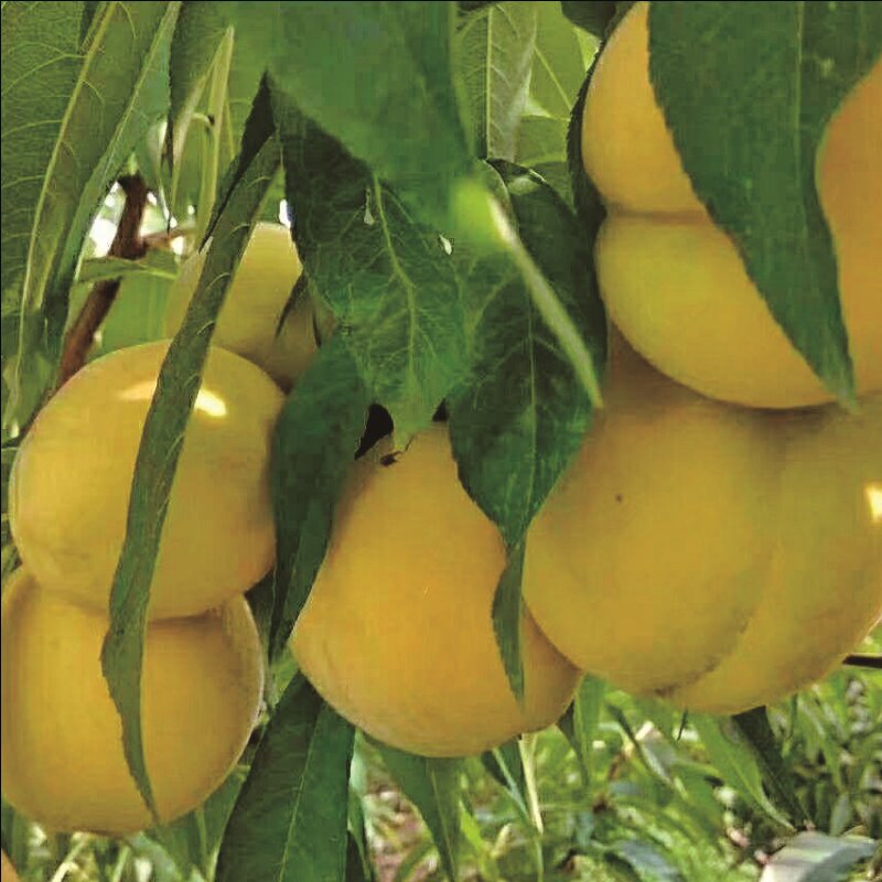 新全新黄桃2.5kg/盒高清大图