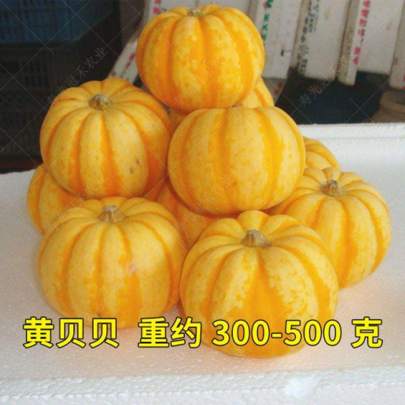 绿板栗南瓜种子贝贝板栗味迷你小南瓜种子粉糯香甜种籽