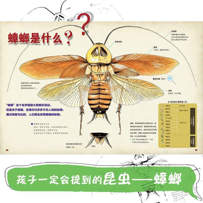 [全2册]神秘的蟑螂图鉴+神奇的种子图鉴 [正版]生命的力量神秘的蟑螂图鉴神奇的种子图鉴 自然科学绘本昆虫百科知识启蒙书