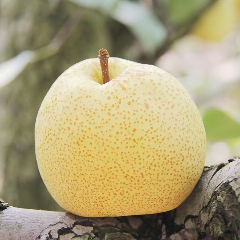 砀山梨子5斤批发皇翠冠香雪花贡梨母酥梨当季新鲜水果整箱现季梨子新鲜整箱当季水果新鲜砀山梨雪梨早酥梨应季翠皇冠梨