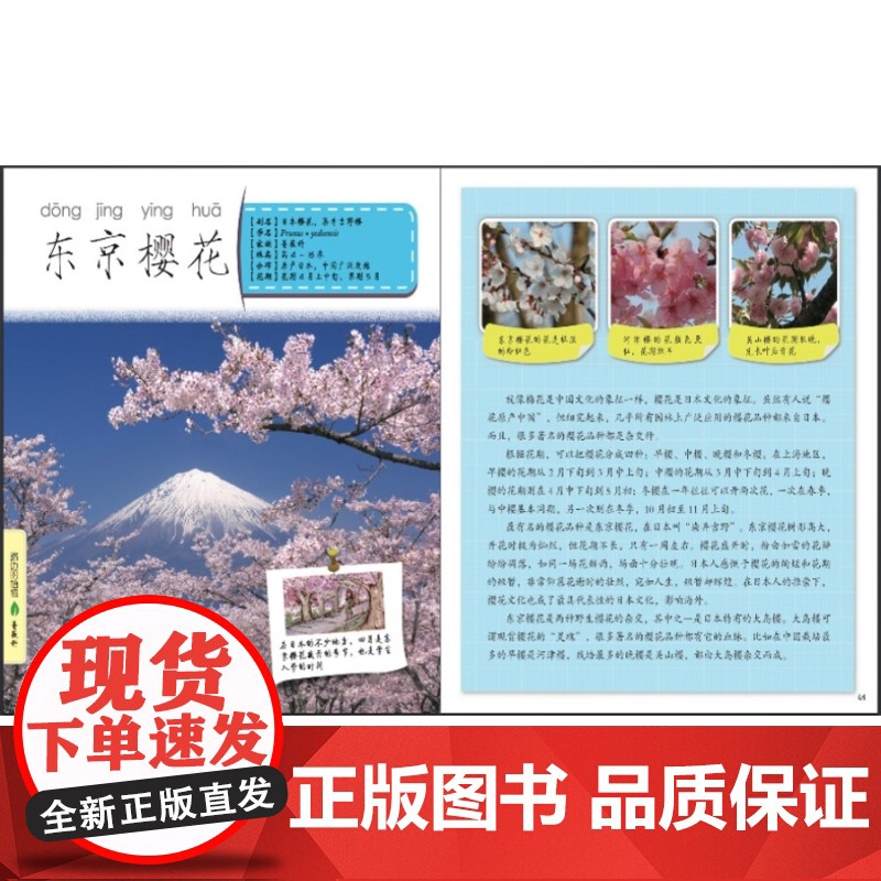 发现植物套装2册 路边的植物 墙角的植物 植物百科 科普读物 自然 科普百科启蒙 少年儿童出版社高清大图