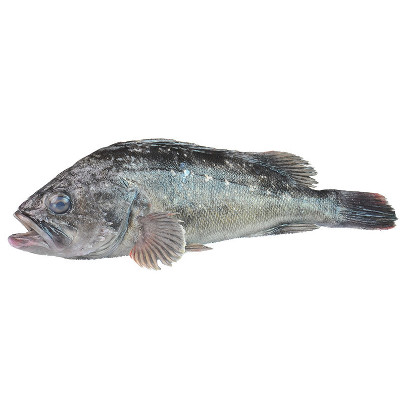 青岛黑头鱼黑鱼鲜活海鱼新鲜豆腐鱼猪嘴鱼寨花鱼航空空运05kg视频